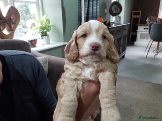 Cockapoo dogs - Advert 15