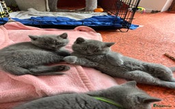 British Shorthair cats for sale: GCCF British Shorthair kittens  - Image 21