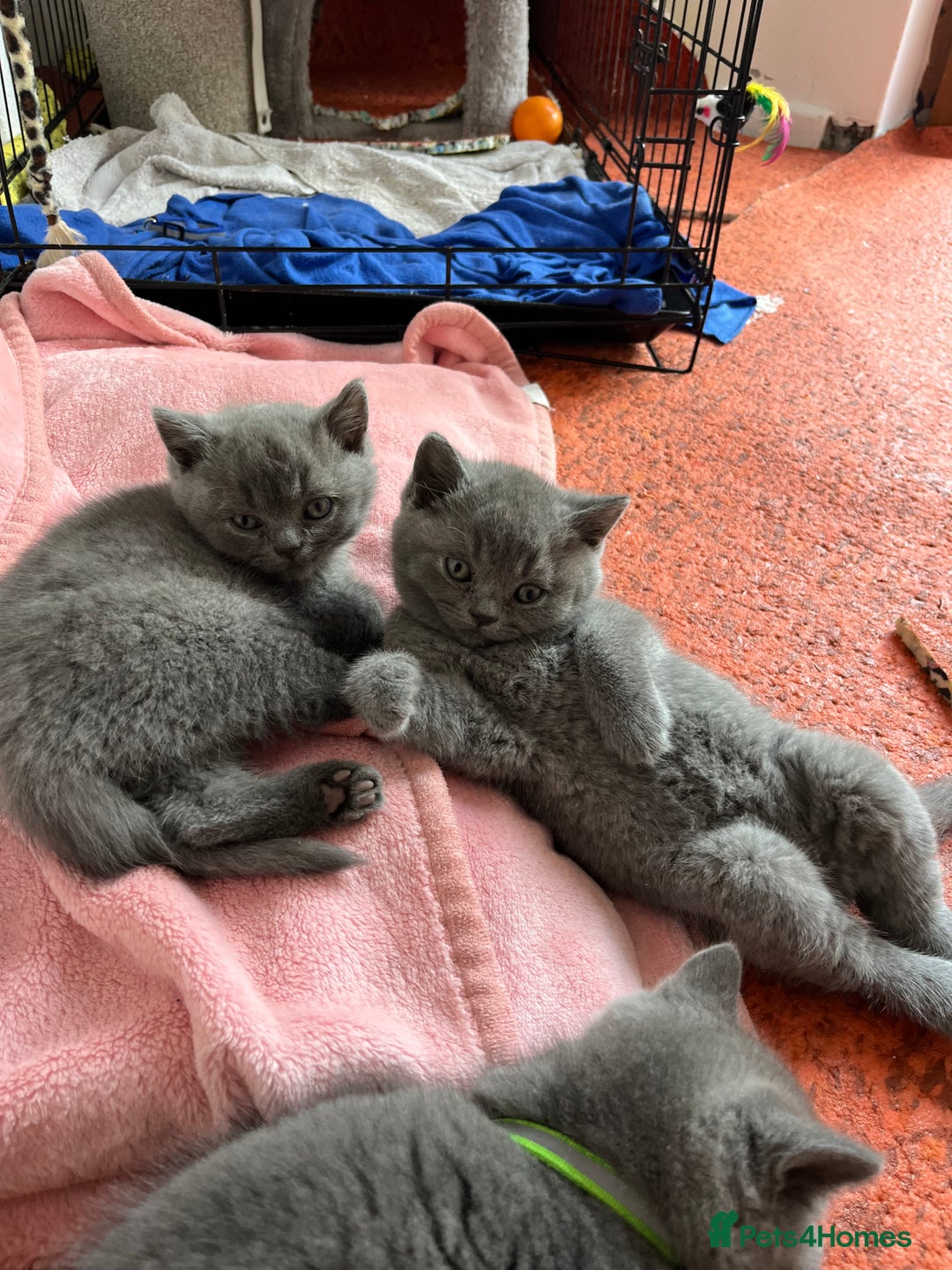 British Shorthair cats for sale: GCCF British Shorthair kittens  - Image 21