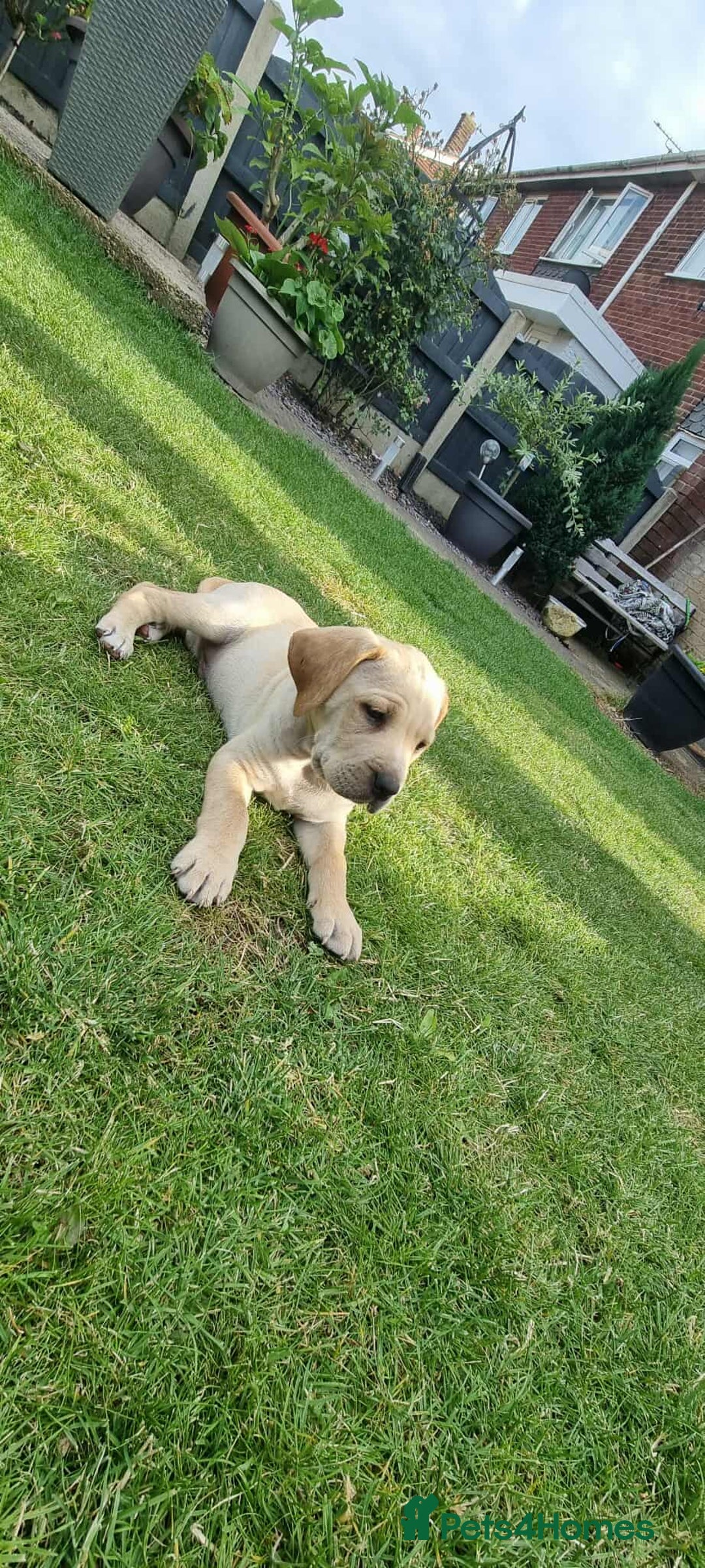 Mixed Breed dogs for sale: Ready to collect – Cane Corso puppies  - Image 15