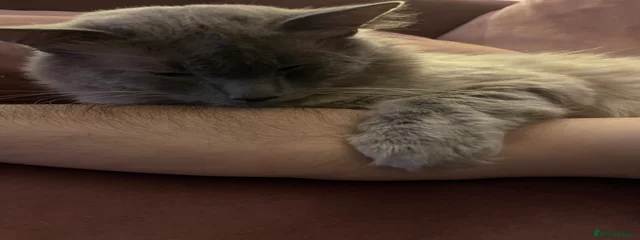 Fluffy