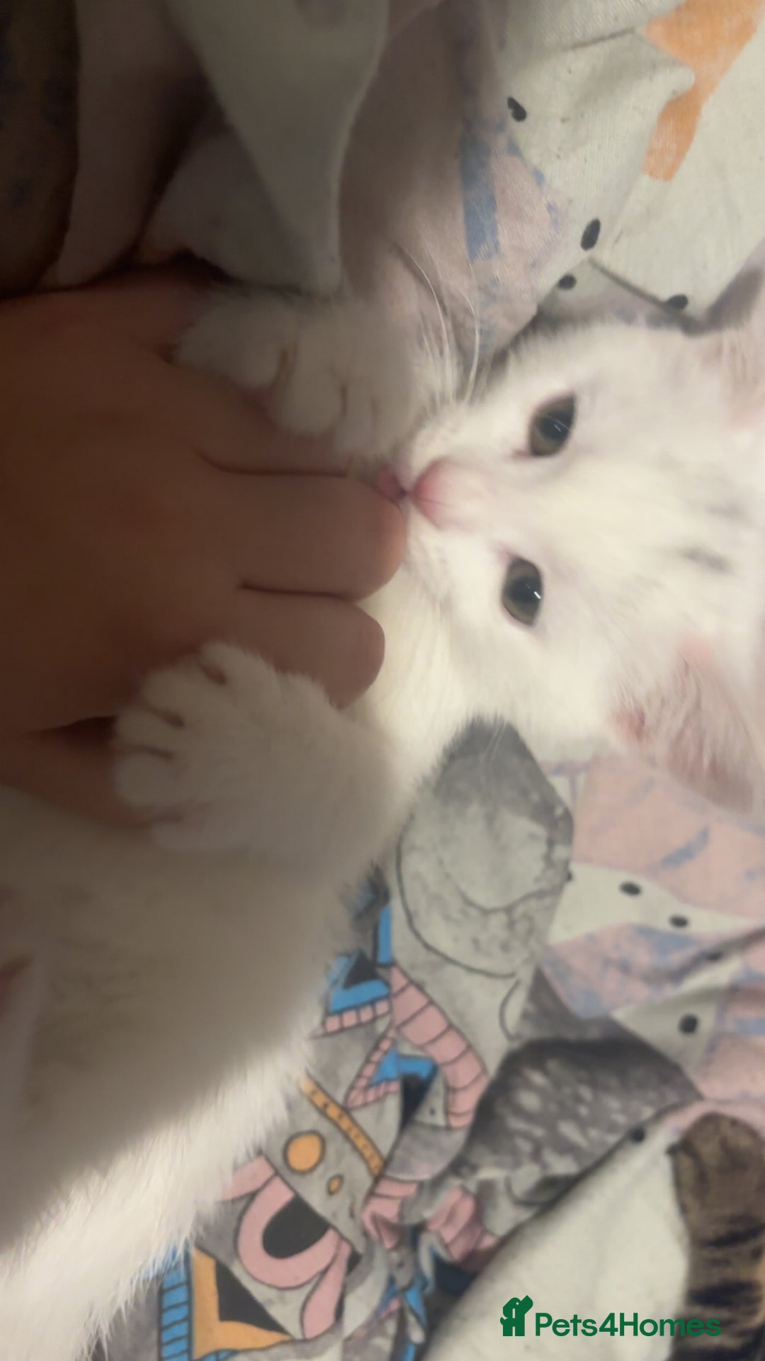 Mixed Breed cats for sale: 3 Lovely Kits for Sale  - Advert 8