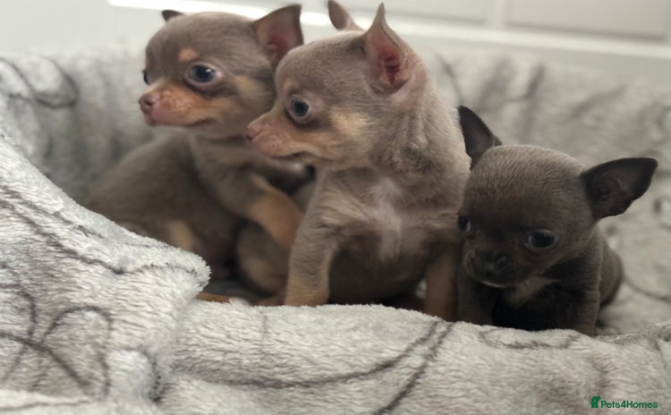 Chihuahua dogs for sale - Advert 1