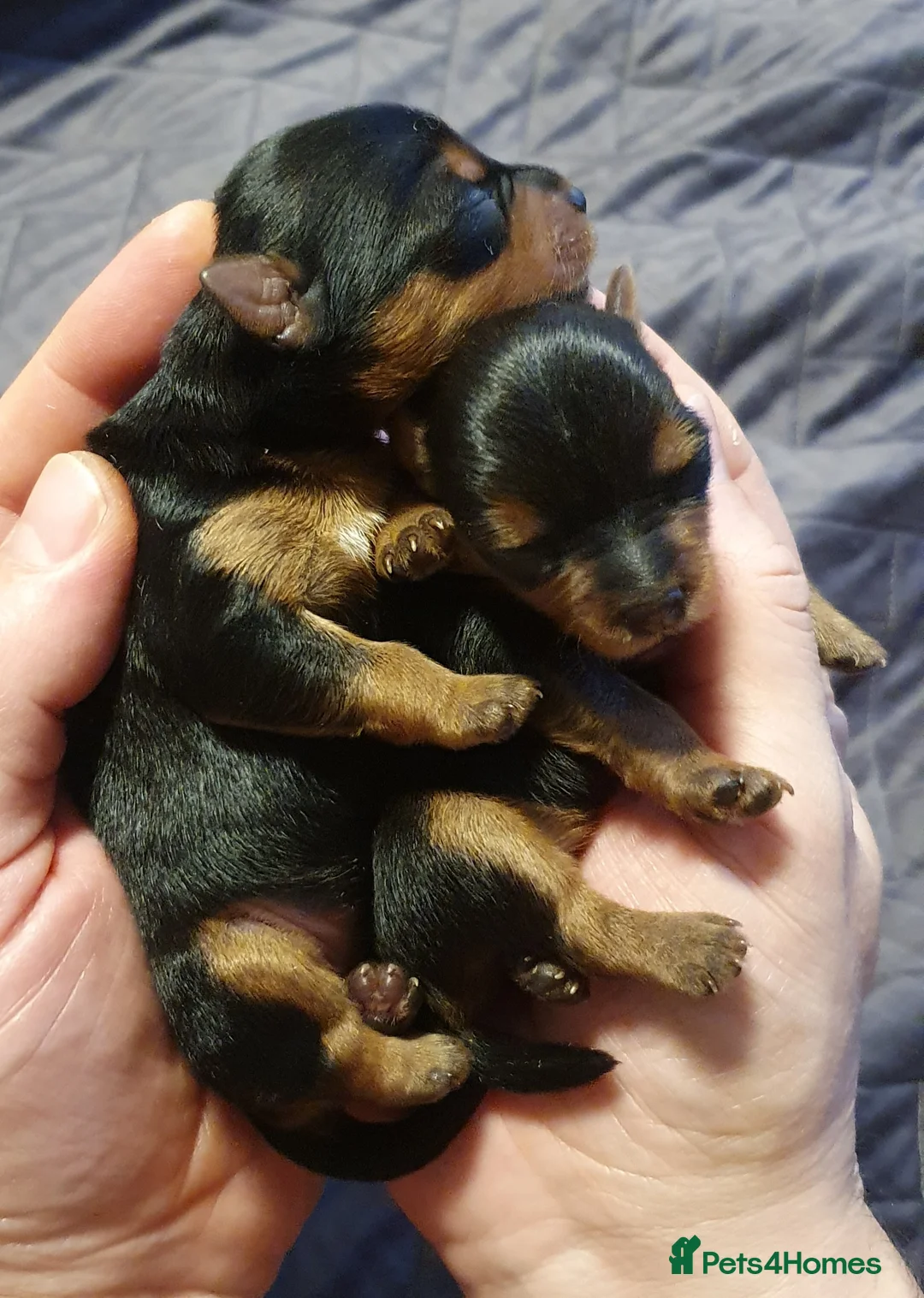 Yorkshire Terrier dogs for sale: Beautiful, pure breed Yorkshire terrier  - Advert 5