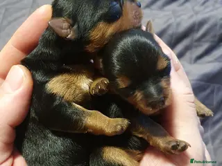 Yorkshire Terrier dogs Beautiful, pure breed Yorkshire terrier - Advert 5