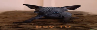 Sphynx 10