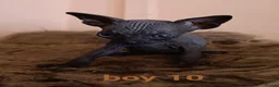 Sphynx cats for sale: Beautiful Sphynx kittens for sale in Leeds - Advert 28