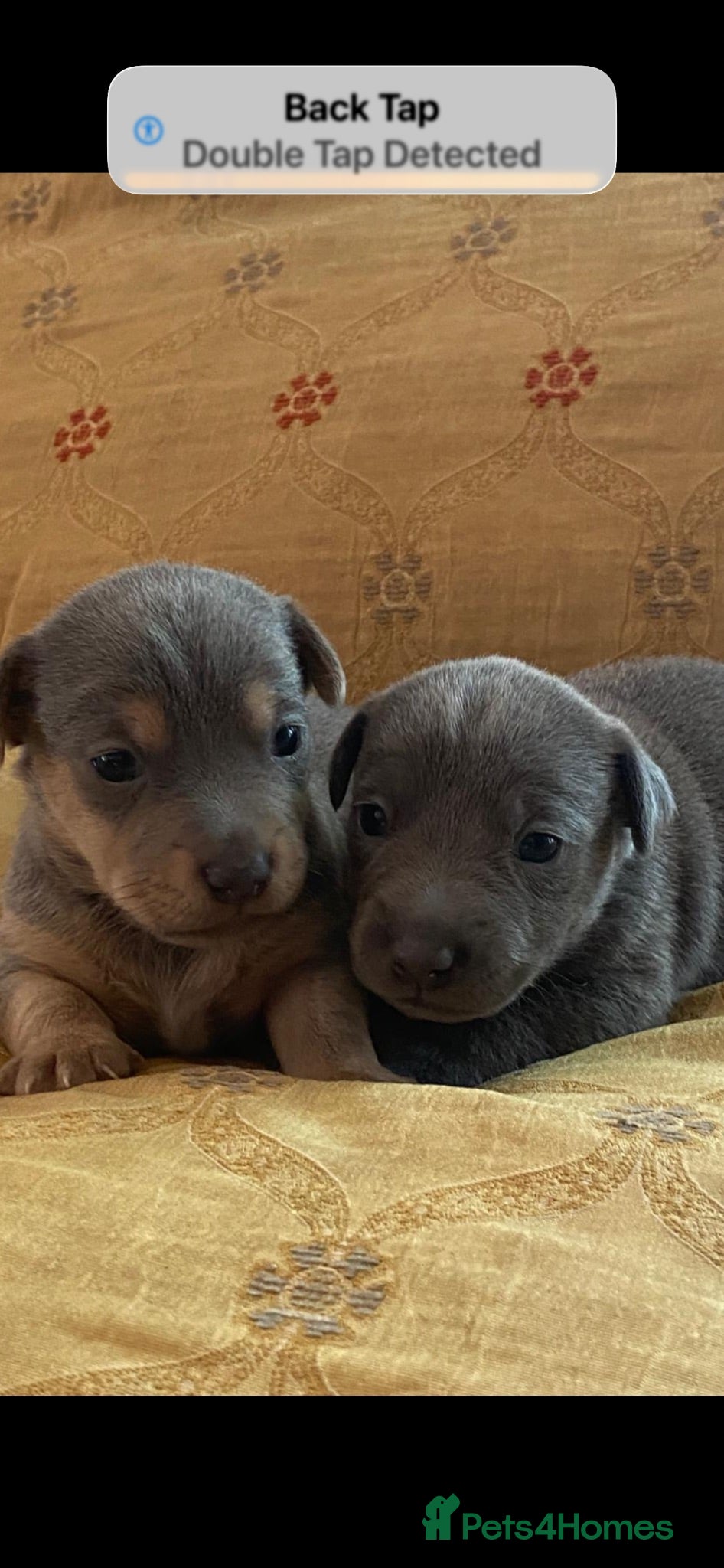 Jack Russell dogs Rare Blue & Lilac & Tan Minatur Smooth coated JRT  - Advert 8