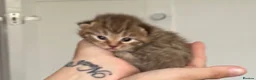 British Shorthair cats for sale: Male BSH golden tabby  - Advert 9