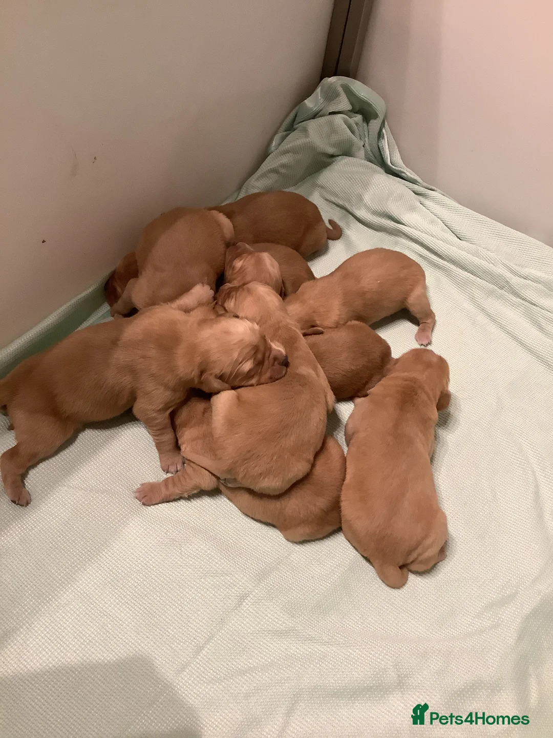 Golden Retriever dogs for sale: Gorgeous dark kc golden retriever pups - Advert 13