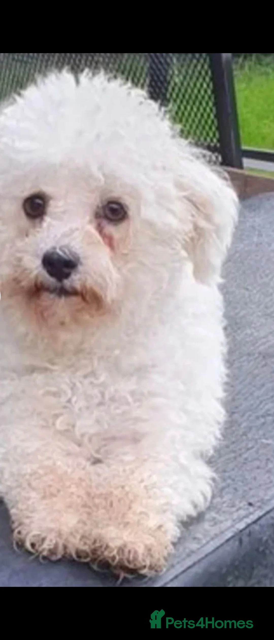 Bichon Frise dogs for sale: Bishon pedigree puppies  - Advert 13