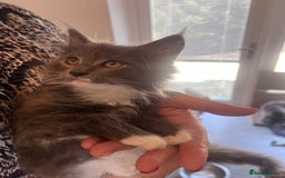 Maine Coon cats for sale: Beautiful Mainecoon kittens - Image 15