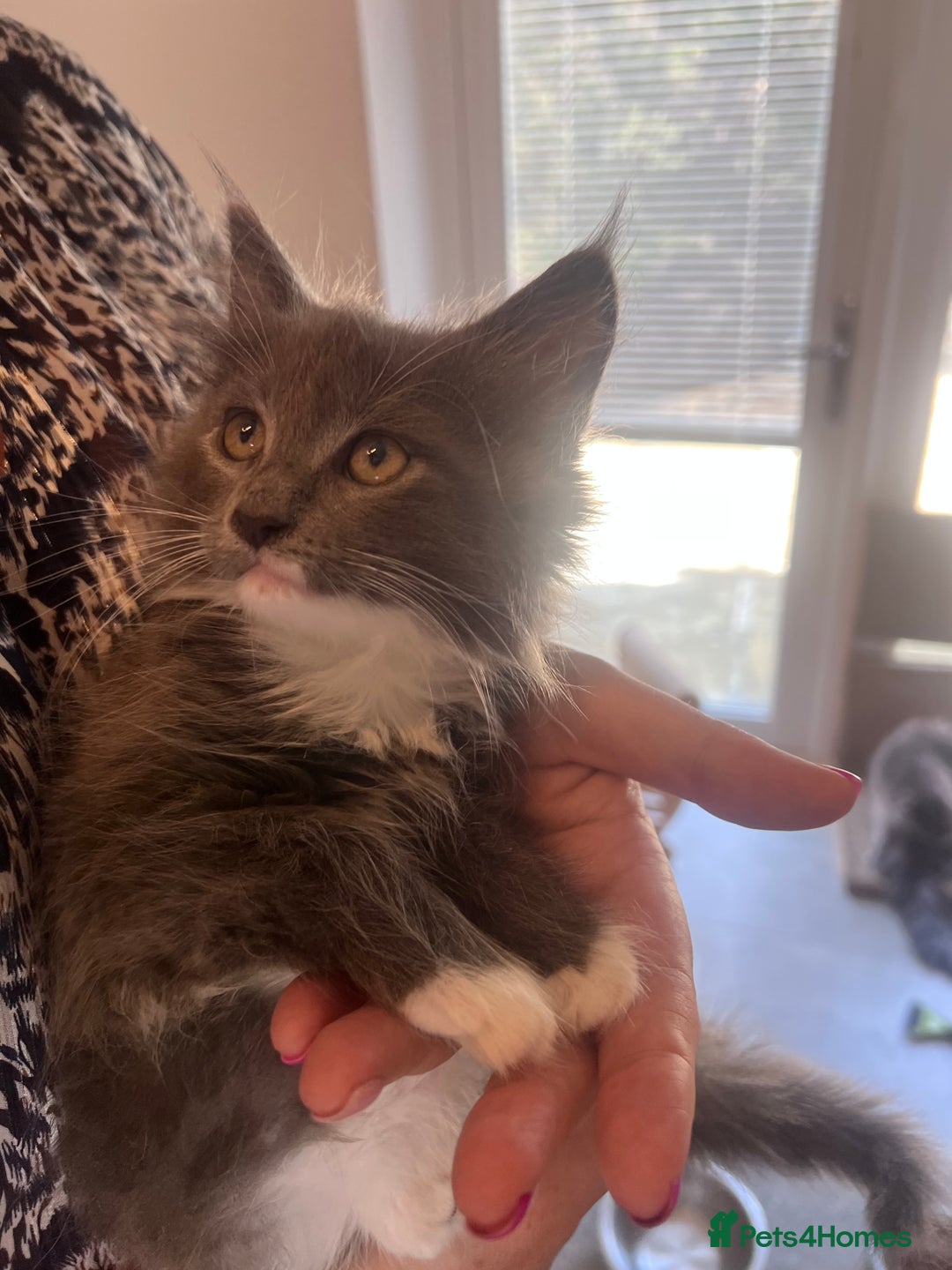 Maine Coon cats for sale: Beautiful Mainecoon kittens - Image 15
