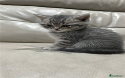 British Shorthair cats for sale: British Shorthair Kittens - Image 14
