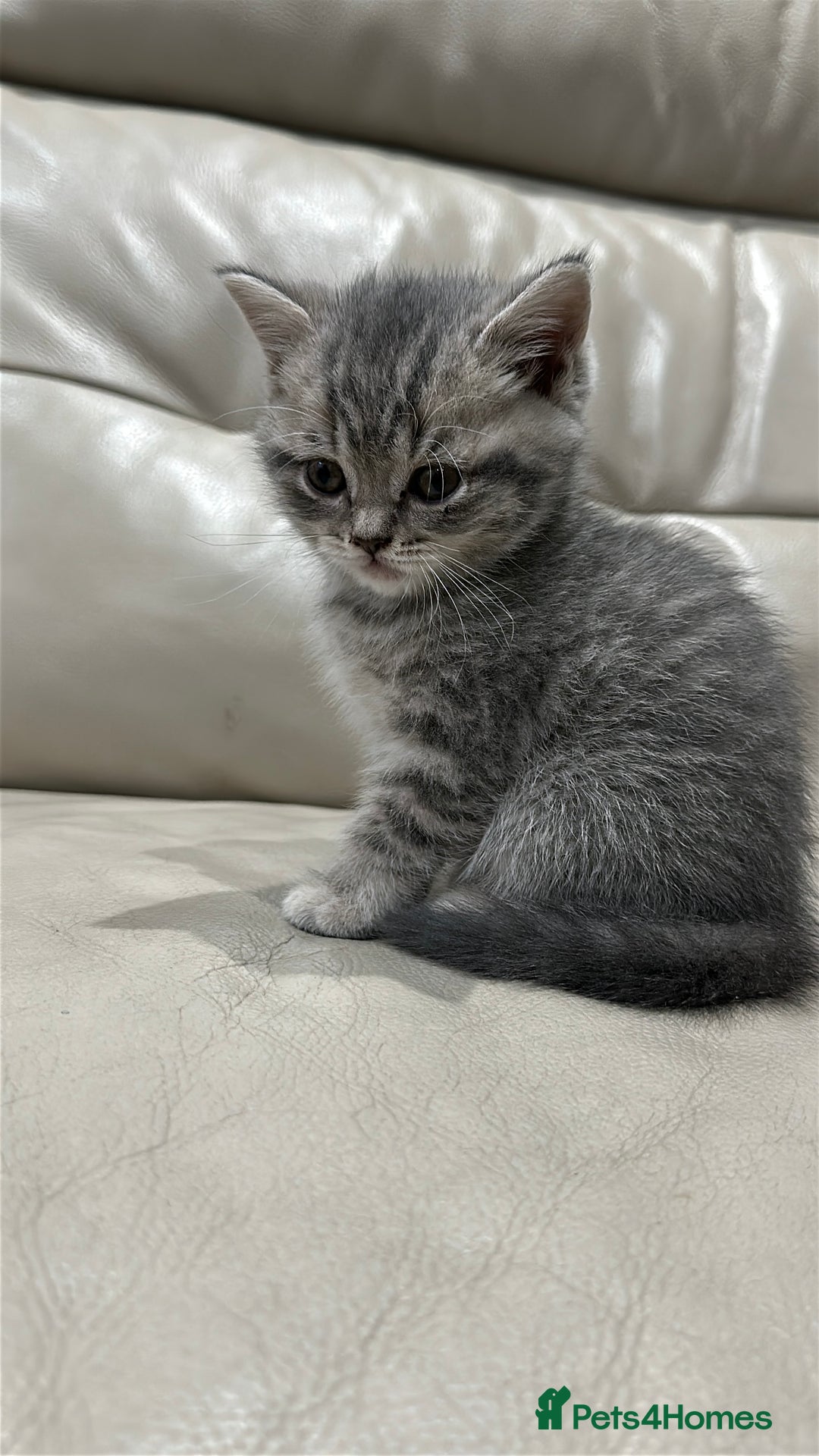 British Shorthair cats for sale: British Shorthair Kittens - Image 14