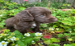 Mixed Breed dogs for sale: Naturally reared pups - Image 3