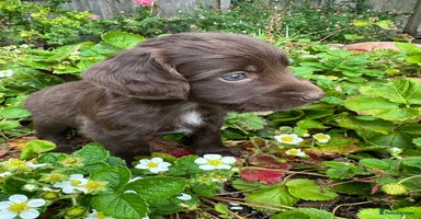 Mixed Breed dogs - Advert 6