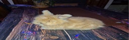 Angora rabbits for sale: Gorgeous Angora Rabbits, Pure Bred Full Faced. - Advert 24