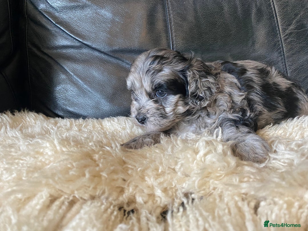 Shihpoo dogs for sale: Adorable F1 ShihPoo puppies in Faversham - Image 12