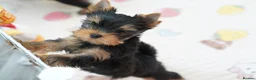 Yorkshire Terrier dogs for sale: Adorable KC reg: girl 💕 - Advert 9