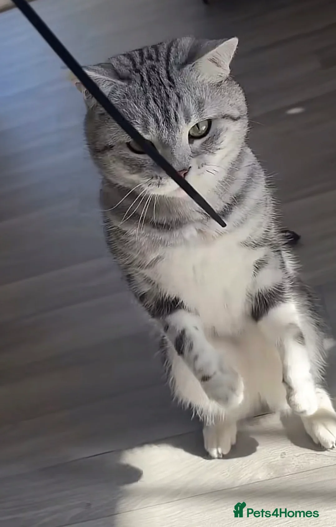 British Shorthair cats for stud: British Shorthair  in Chelmsford - Advert 7