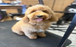 Labradoodle dogs for sale: Multigenerational Miniature Labradoodles - Image 11