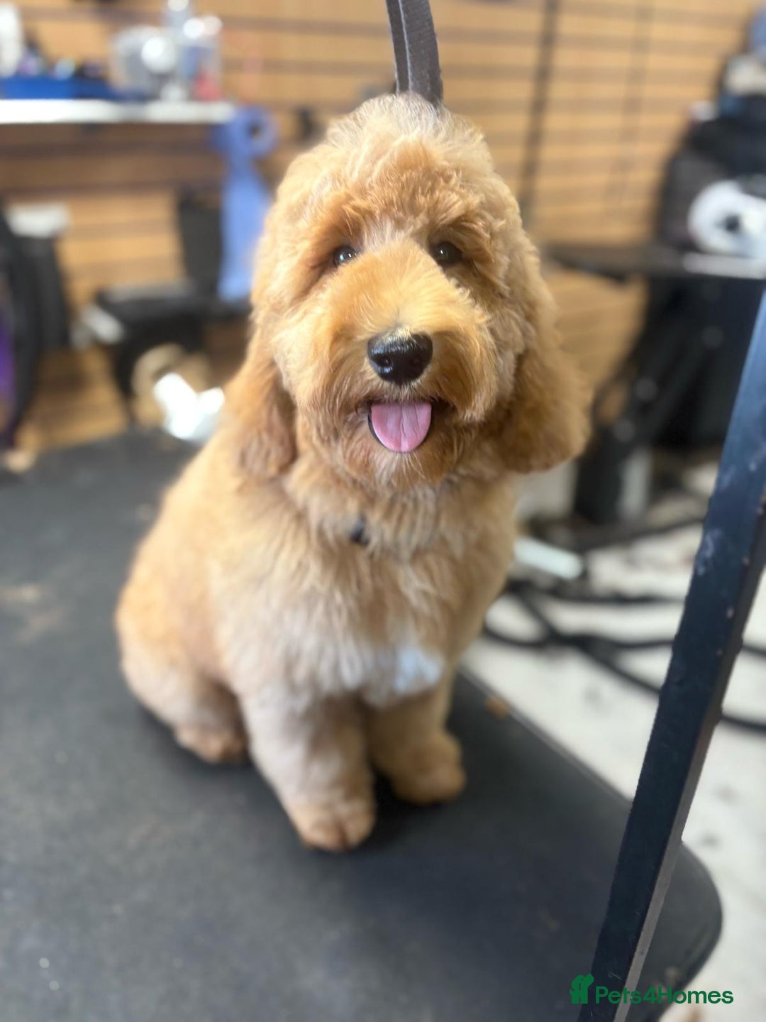 Labradoodle dogs for sale: Multigenerational Miniature Labradoodles - Image 11