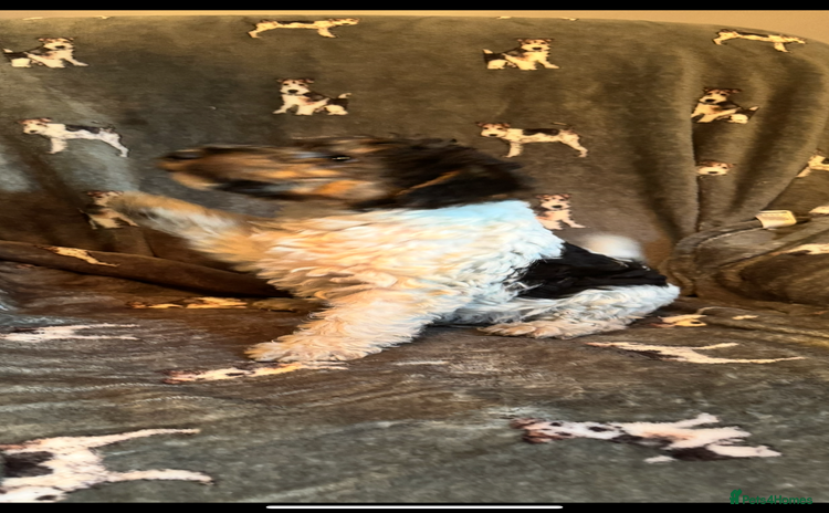 Fox Terrier dogs - Advert 2