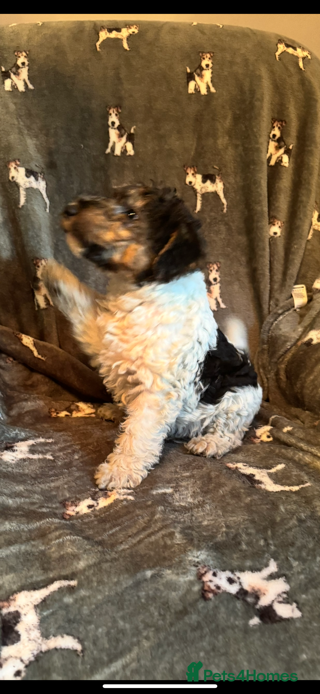 Fox Terrier dogs for sale: ⭐️  champion bred boys ready now ⭐️ - Image 1