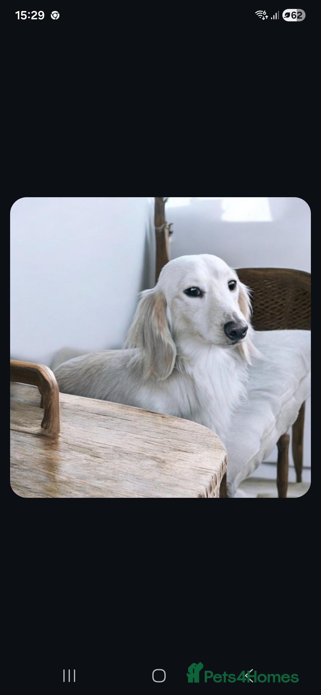 Miniature Dachshund dogs KC REG ONE OF A KIND ee/ii CREAM MINI DACHSHUND in Hinckley - Advert 23