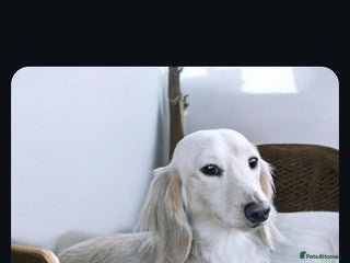 Miniature Dachshund dogs KC REG ONE OF A KIND ee/ii CREAM MINI DACHSHUND in Hinckley - Advert 16