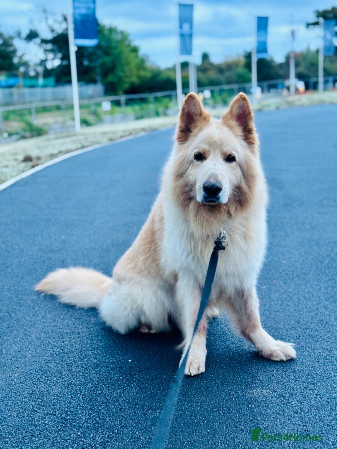 Mixed Breed dogs for sale: G.Sehepherd&white swiss Shepherd long coat puppies - Image 15