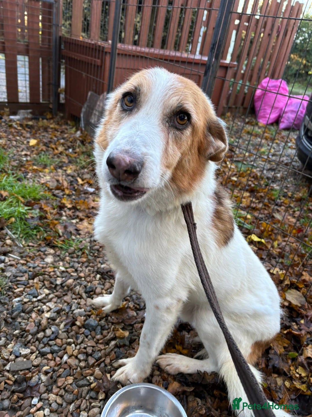 Mixed Breed dogs for adoption: Freud - Norwich Norfolk  - Advert 5