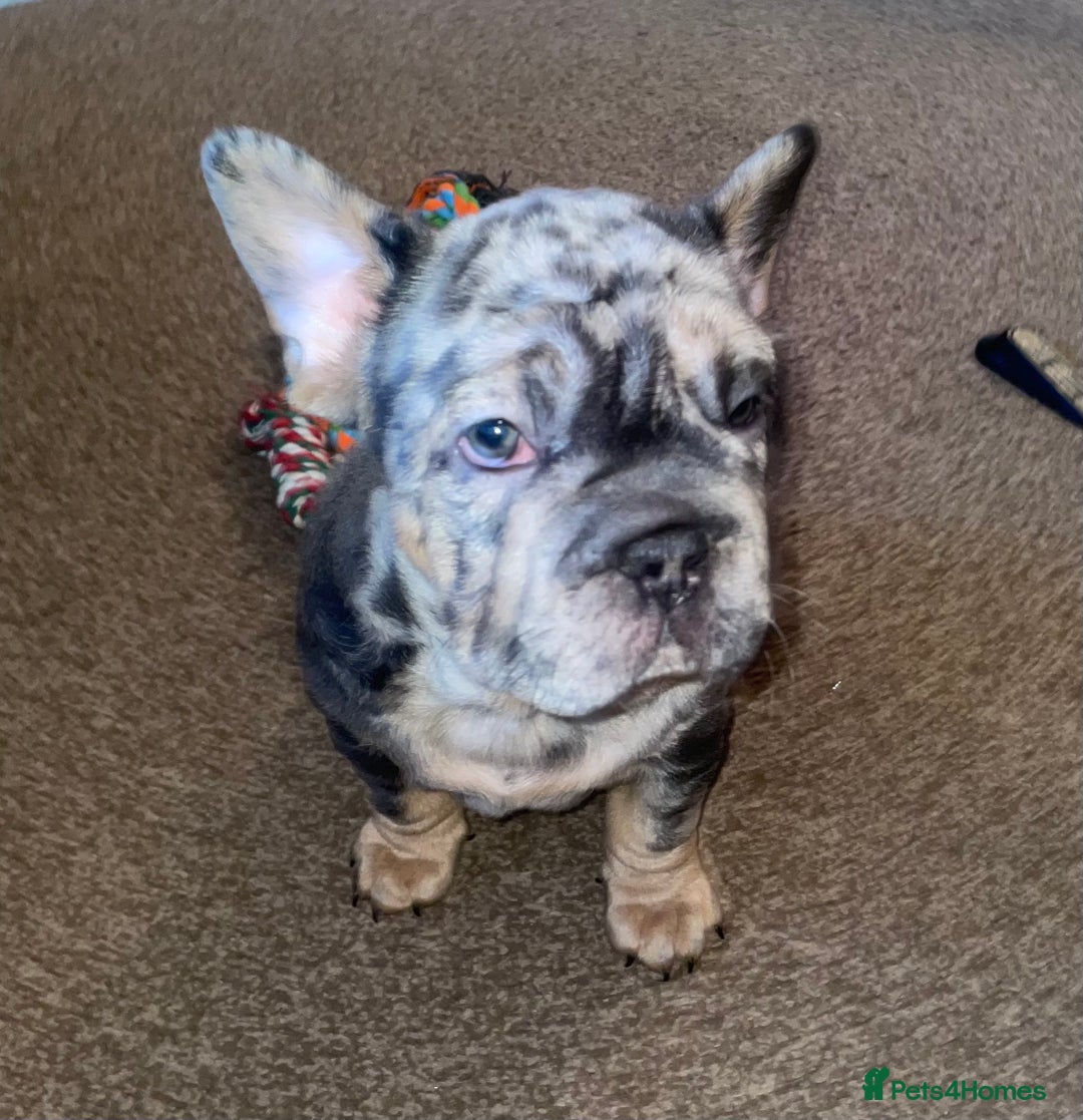 French Bulldog dogs for sale: Only 1 boy left and ready to leave 😍 - Advert 10