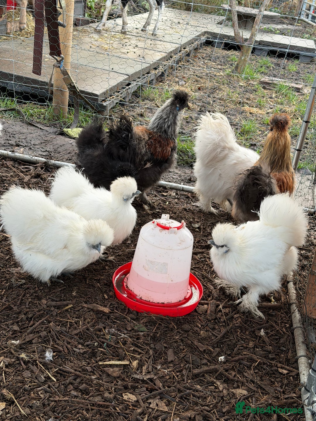 Chickens poultry for sale: ⭐️Silkie chicks and hatching eggs⭐️ - Advert 3