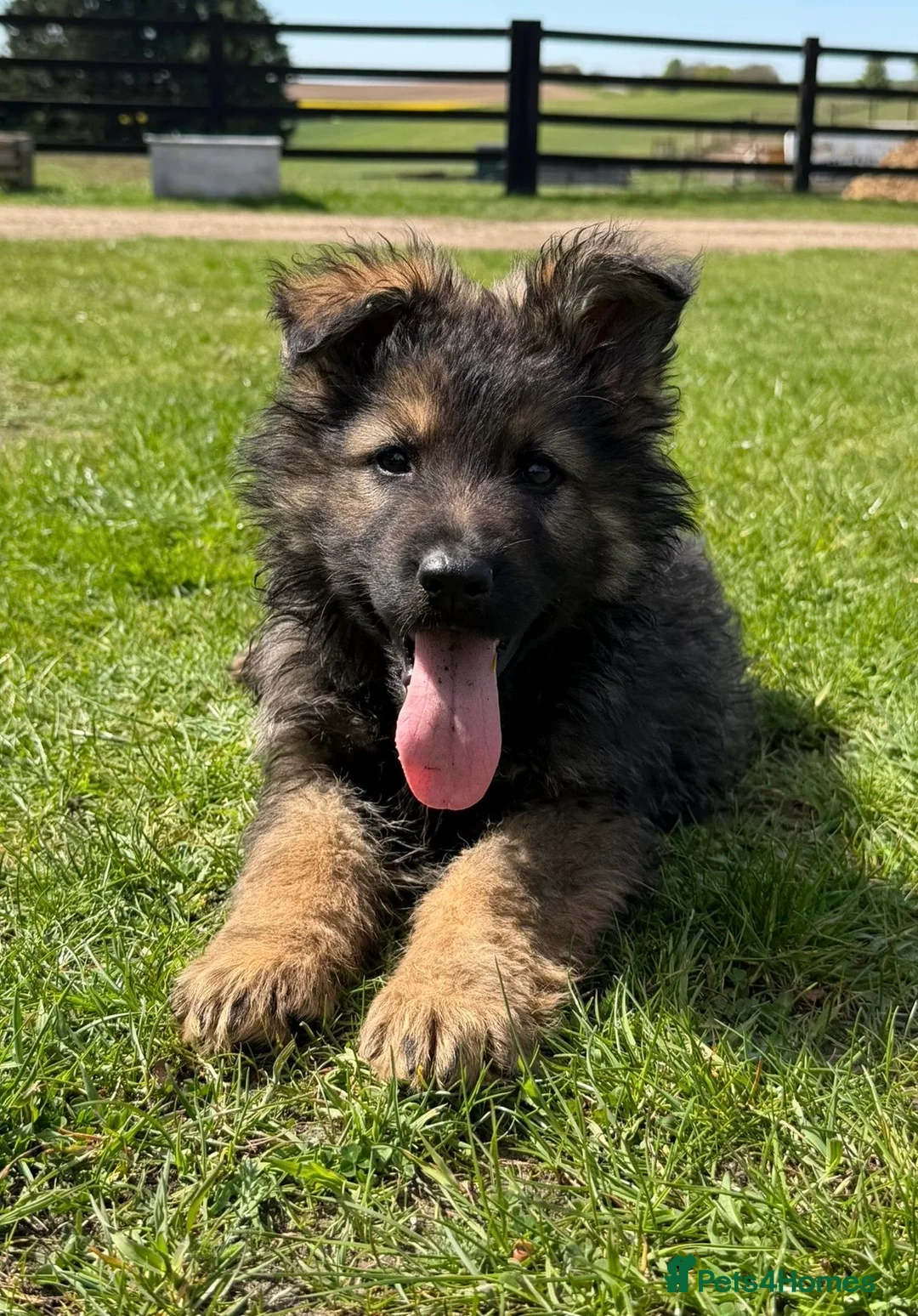 German Shepherd dogs for sale: Now ready for their new homes.  in Horncastle - Advert 2