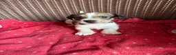 Jack Russell dogs for sale: Jack Russell puppies  - Advert 22