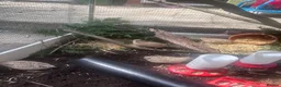 Quail poultry for sale: Coturnix quail eggs in Reading - Advert 4