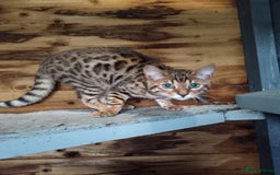 Bengal cats for sale: G5 pure Bengal kitten - Image 9