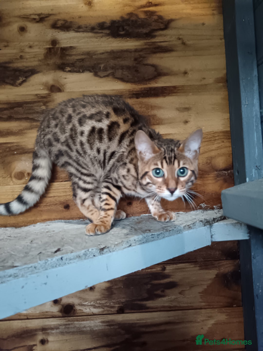 Bengal cats for sale: G5 pure Bengal kitten - Image 9