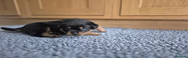 Rottweiler Puppy 6