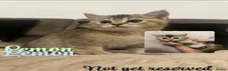 British Shorthair cats for sale: Golden tipped british shorthair + 1 yr pet plan - Advert 1