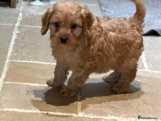 Cockapoo dogs Beautiful hereditary healthy 2 male pups - Advert 12