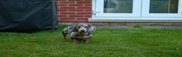 Miniature Dachshund dogs for stud: **FOR STUD Beautiful Blue & Tan Dapple - Advert 2