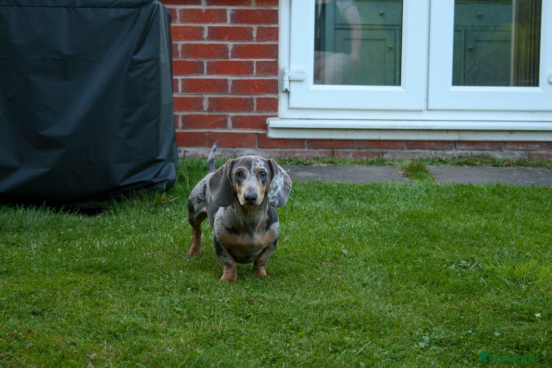 Miniature Dachshund dogs for stud: **FOR STUD Beautiful Blue & Tan Dapple - Image 2