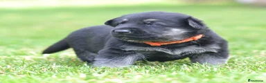 NIKITA ( orange collar)