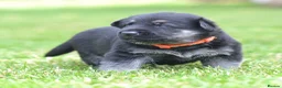 German Shepherd dogs for sale: ⭐ Rare East European Shepherd Puppies UK - Advert 5