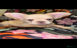 French Bulldog dogs for sale: 🐾 7 of the most Loving French Bulldogs 🐾🐶🩷 - Image 25
