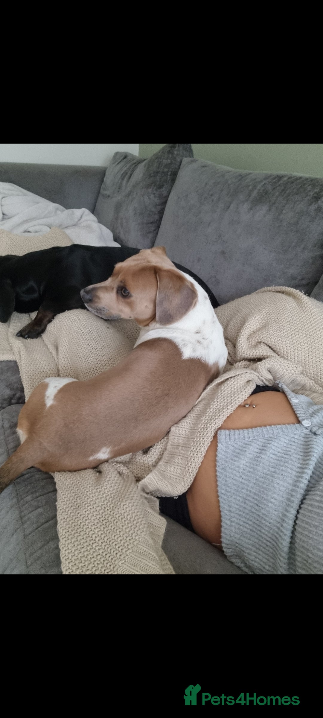 Mixed Breed dogs for sale: Minautre daschund/french bulldog  - Image 2