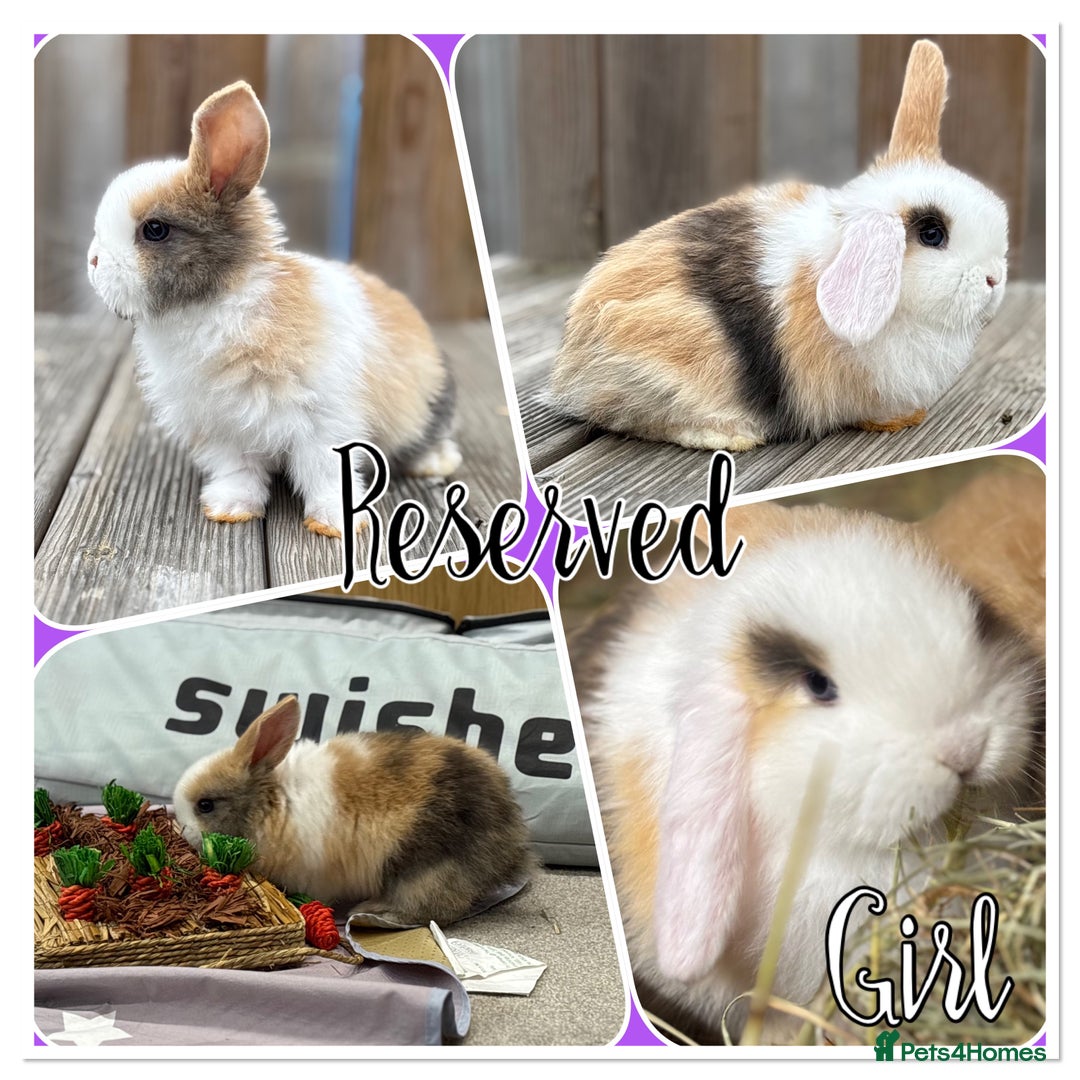 Mini Lop rabbits for sale: 2 beautiful mini lop girls available  - Image 16